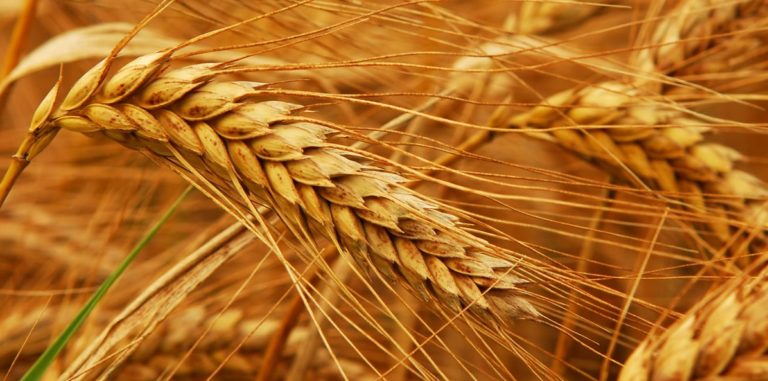 بھارت میں آئندہ سال گندم کی پیداوار موجودہ سطح سے کم رہنے کا امکان
