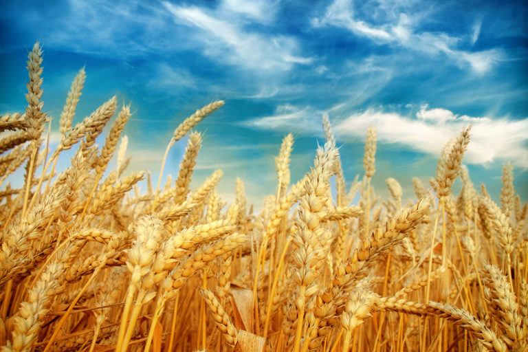 گندم کی درآمد میں تیزی اور مناسب نرخوں پر دستیابی یقینی بنائی جائے : ای سی سی