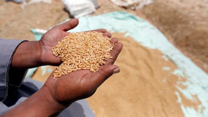 گندم کی امدادی قیمت 1600روپے فی من مقررکی جائے: کسانوں کا مطالبہ