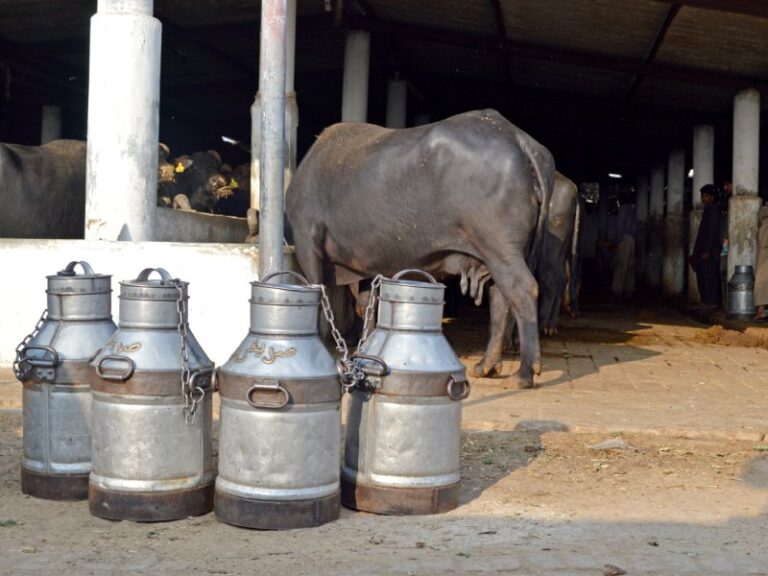 لاک ڈاون : دودھ کی کھپت، قیمت میں کمی، کسان مشکلات کا شکار