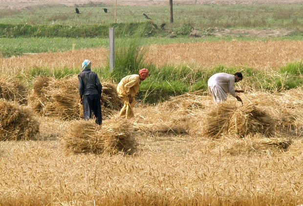 کورونا، وفاقی حکومت کی جانب سے زرعی شعبے کے لیے میگا پیکج متوقع