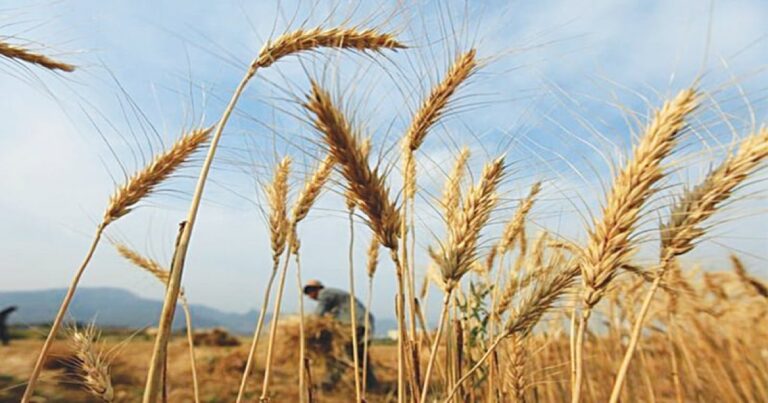 موسمیاتی تبدیلیوں کا وار، خیبر پختونخواہ میں گندم کی پیداوارمیں کمی، غذائی بحران کا خدشہ