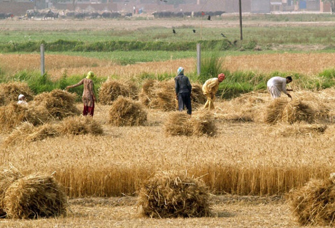 پی ایس ڈی پی 2020-21ء، زرعی شعبے کی ترقی کیلئے 12 ارب روپے مختص