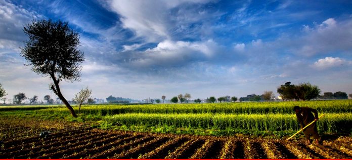 پاکستان میں زراعت کو ترقی دینے کے لیے چین بڑے اقدام پر راضی