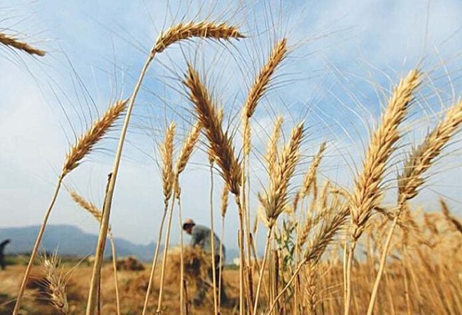 حکومت نے گندم کی امدادی قیمت میں اضافہ کر دیا