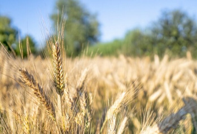‘زرعی پیداوار بڑھانے کیلئے حکومت ہنگامی بنیادوں پر اقدامات اٹھائے’
