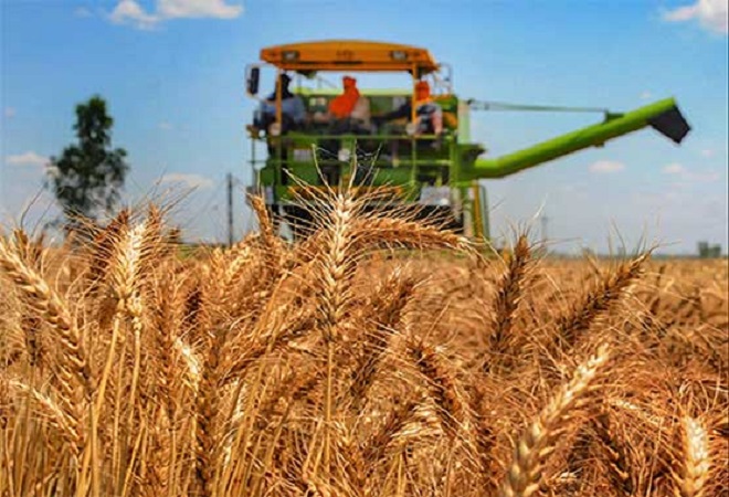 گندم کی امدادی قیمت میں مزید اضافہ، 1800 روپے فی من مقرر